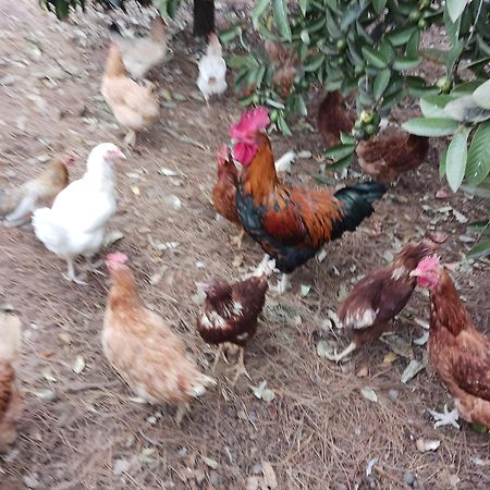 Finca Aramai 아데제 외부 사진