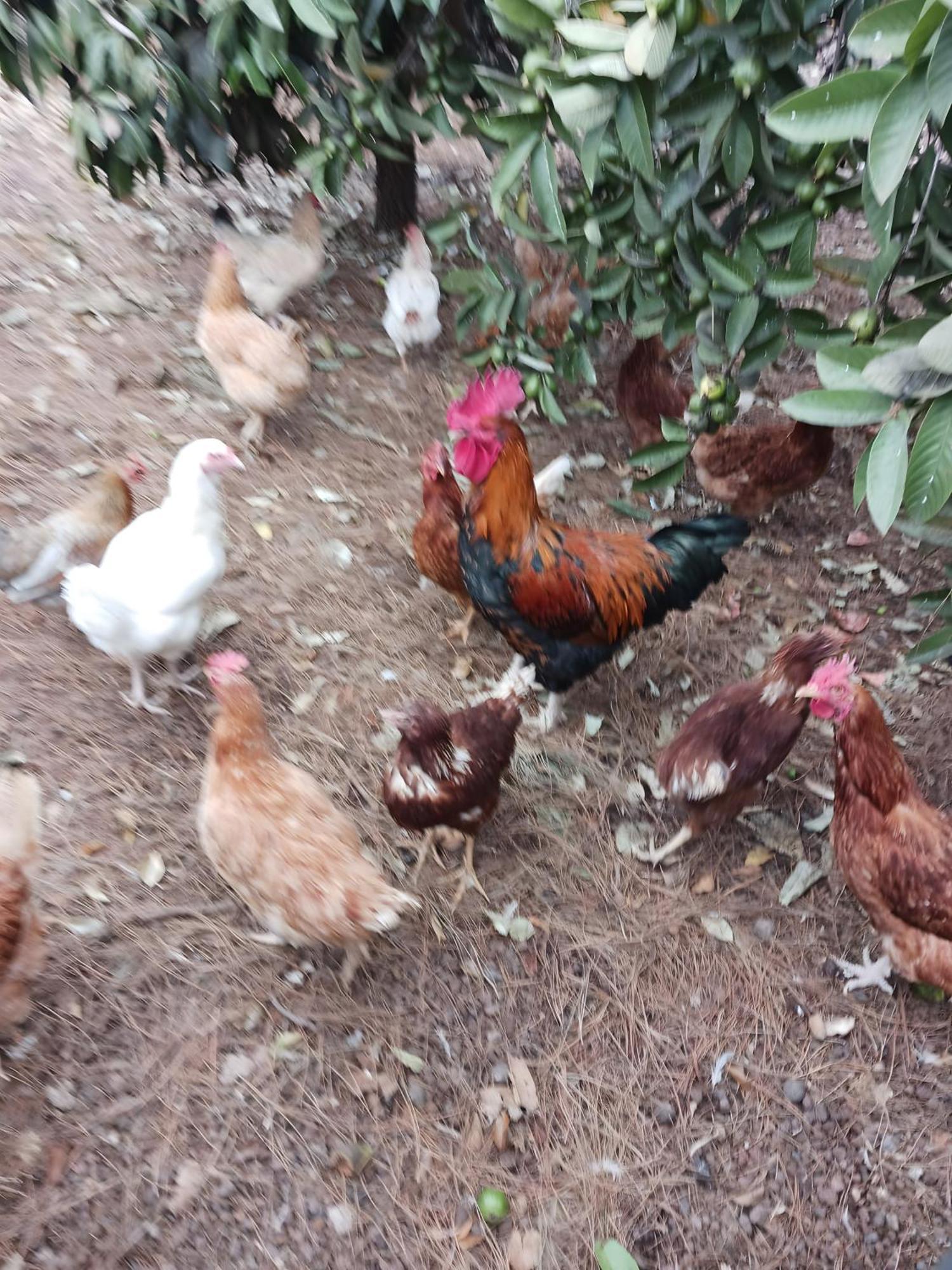 Finca Aramai 아데제 외부 사진
